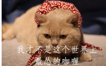 《我才不是这个世界上最怂的橘猫》by兔轩