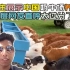 印度博主展示中国奶牛养场殖技术，印度网友直呼太过分了