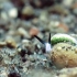 一种超萌的海蛞蝓：小绵羊海蛞蝓（Leaf Sheep）
