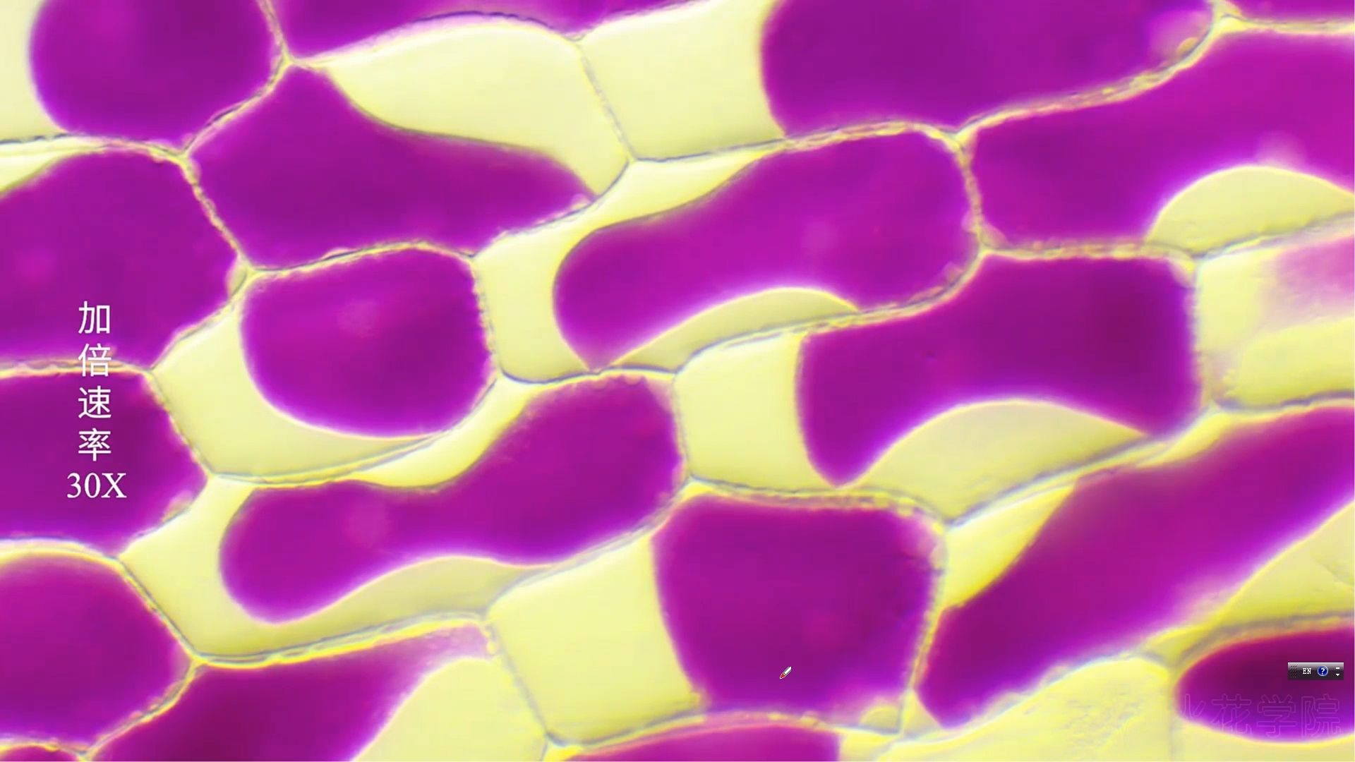 4.1被动运输 第2节课