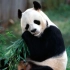 【大熊猫】好饿好饿好饿，看着滚滚吃就又饿了