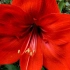 朱顶红（学名：Hippeastrum rutilum）是石蒜科朱顶红属的多年生草本。