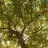 英语诗歌I am a tree，跟着背景音乐一起学英语朗诵?（无英文朗诵版本）