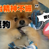 【云养狗-博美】安静的和狗玩