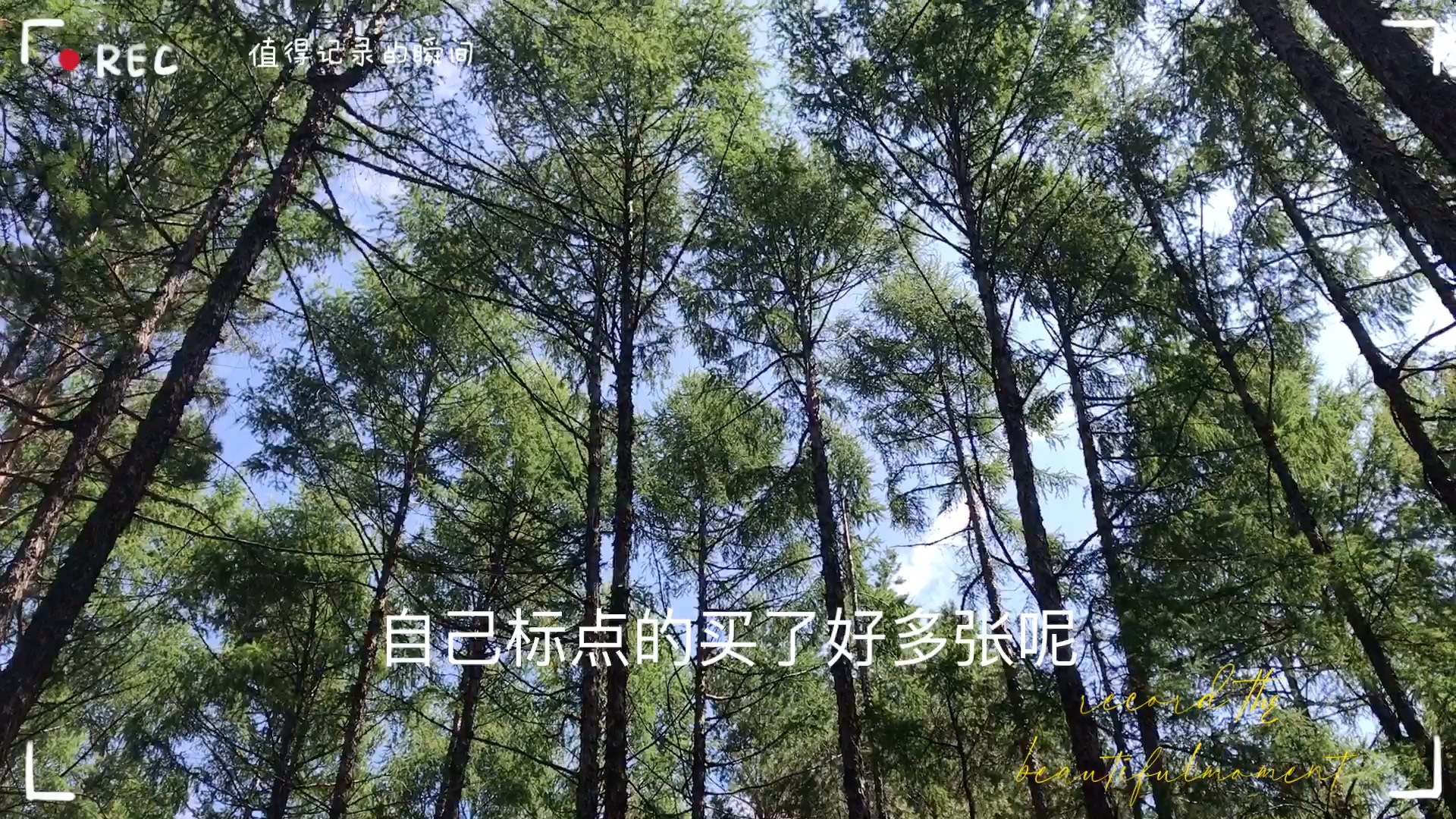 漠河松苑森林公园