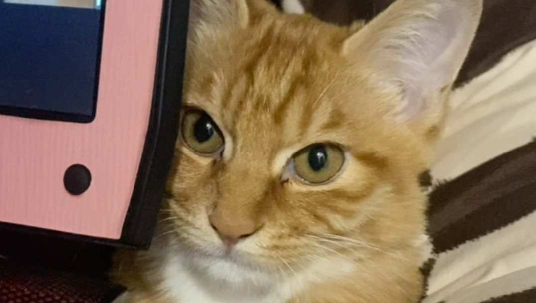 猫模人样