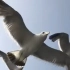 近距离实拍飞翔中的海鸥