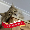 【西伯利亚森林猫】睡在柜子顶上面的喵喵被铲屎rua