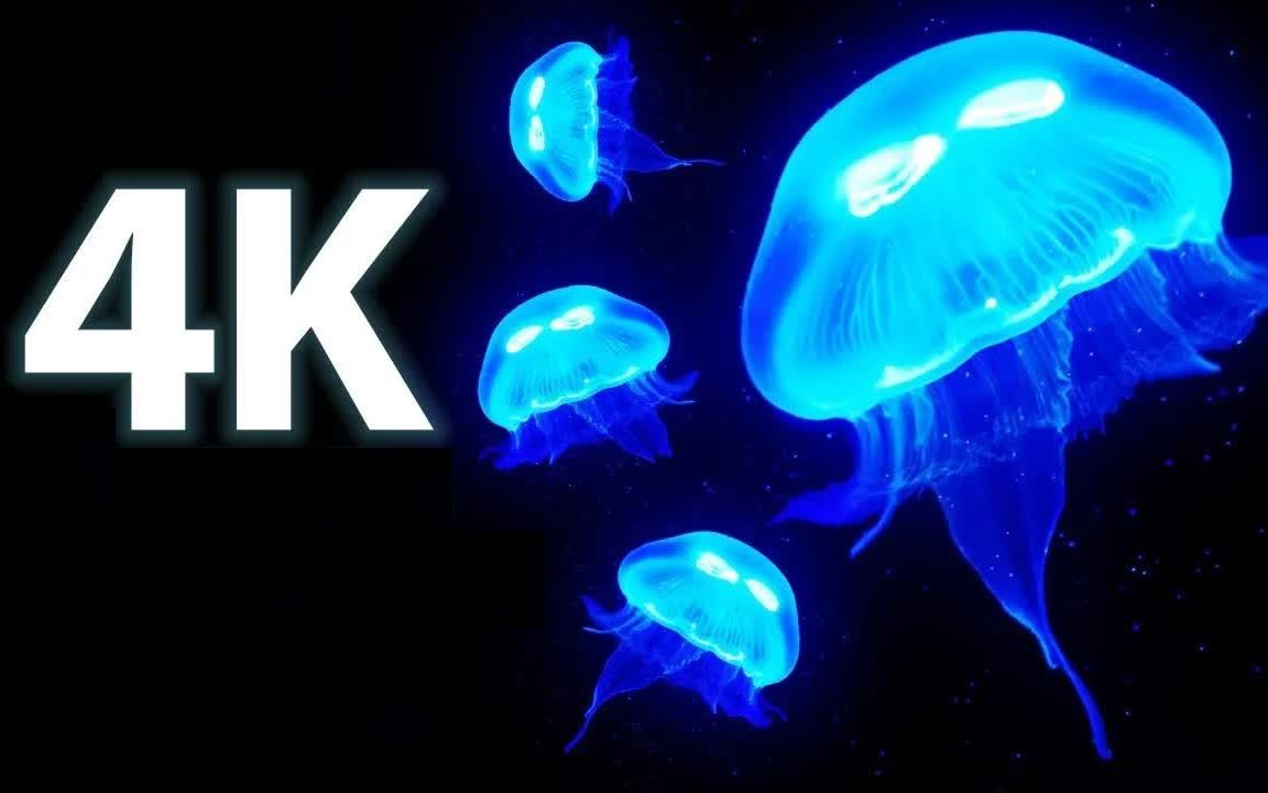 神奇的水母4K高清