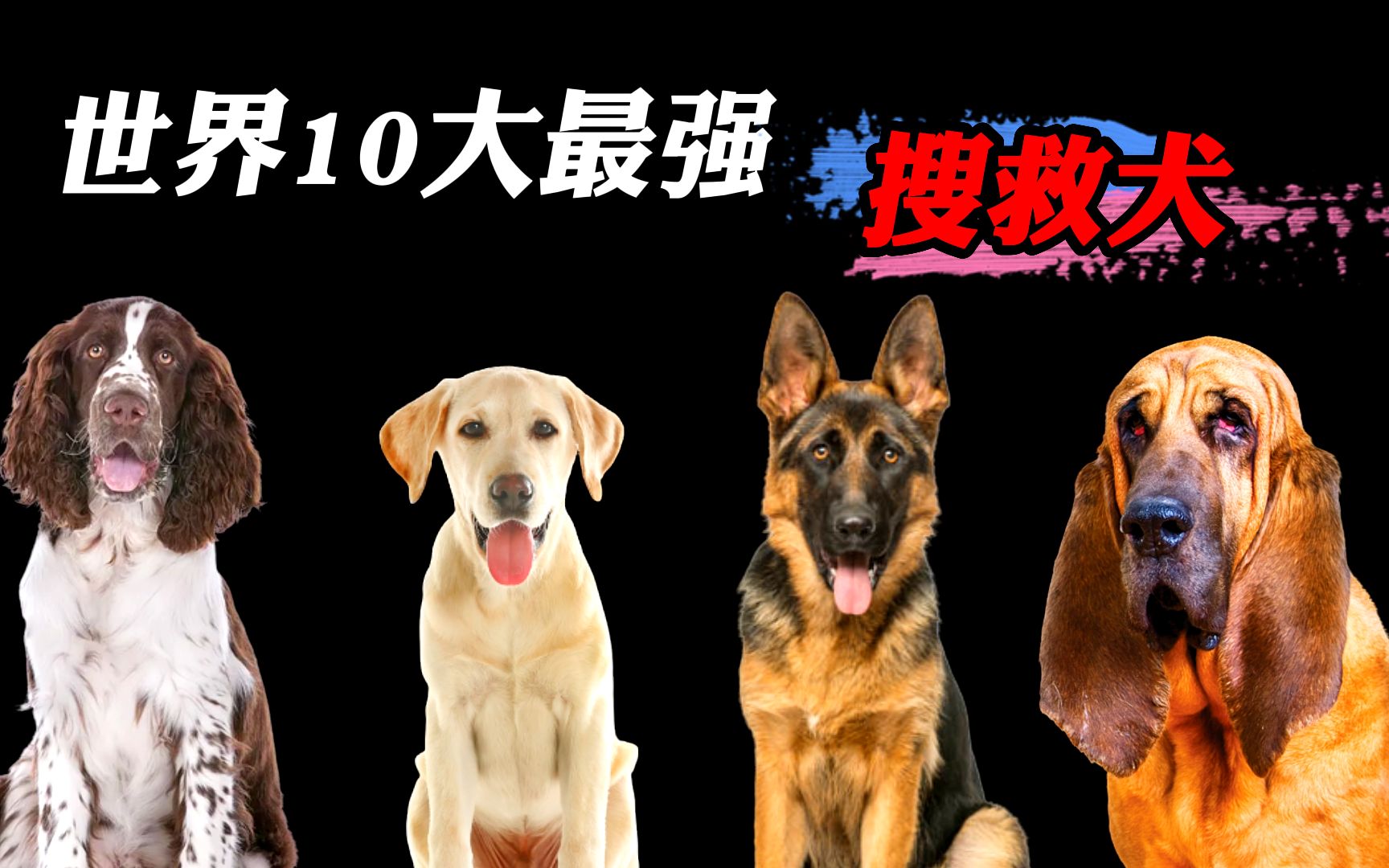 世界最强10大搜救犬，高科技在它们面前都不值一提！