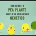 【Ted-ED】曼德尔的豌豆中的基因知识 How Mendel's Pea Plants Helped Us Under