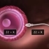 受精（精卵结合）、着床（原标题：Fertilization and Implantation 。。。）
