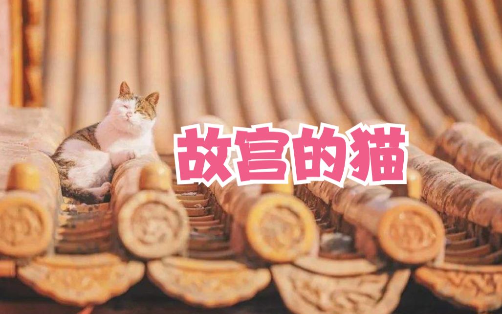 故宫的猫，活成了你羡慕的样子