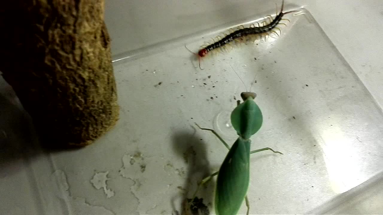 螳螂捕食蜈蚣3