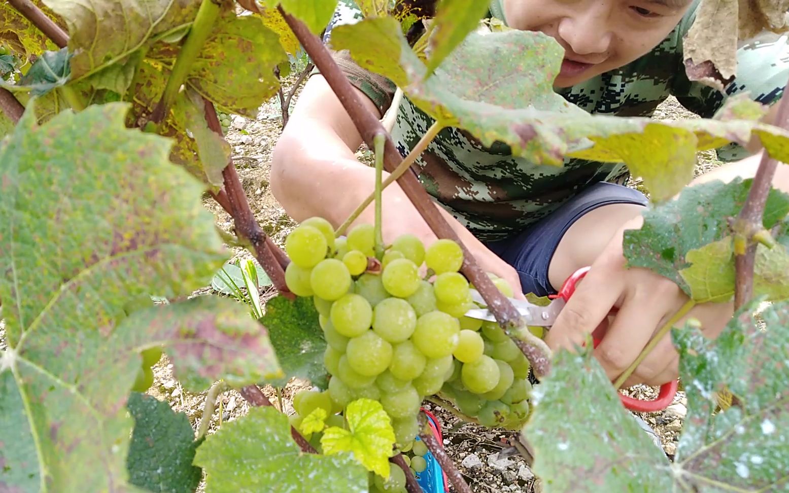 农村摘一箩葡萄，大爷说：没有带秤，随便给点，好朴实的农村大爷