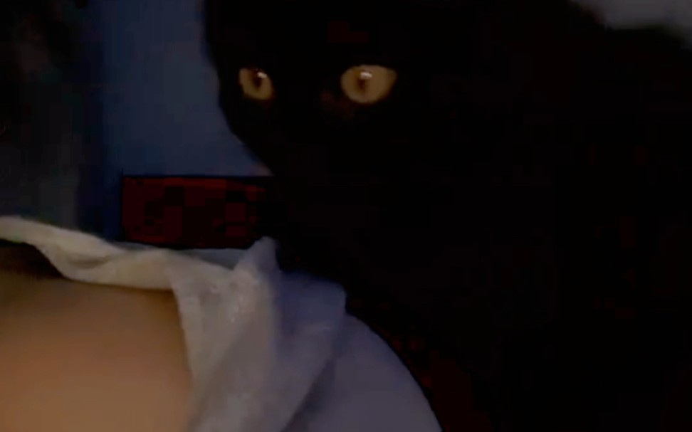 Cat: What are you looking at! Come out and fight alone!