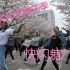【同济大学樱花季】樱花大道上的快闪舞！进来看看吧~