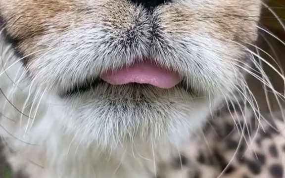 [猎豹]哎呀舌头忘在嘴巴外面了