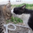 有趣的是，猫之间的争斗是如此之近，以至于它们碰到彼此的脸。