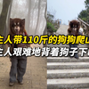 主人带110斤的狗狗爬山，结果狗子脚上磨起水泡直接“撂挑子”， 主人艰难地背着狗子下山，网友：果然为母则刚，毛孩子也是孩子