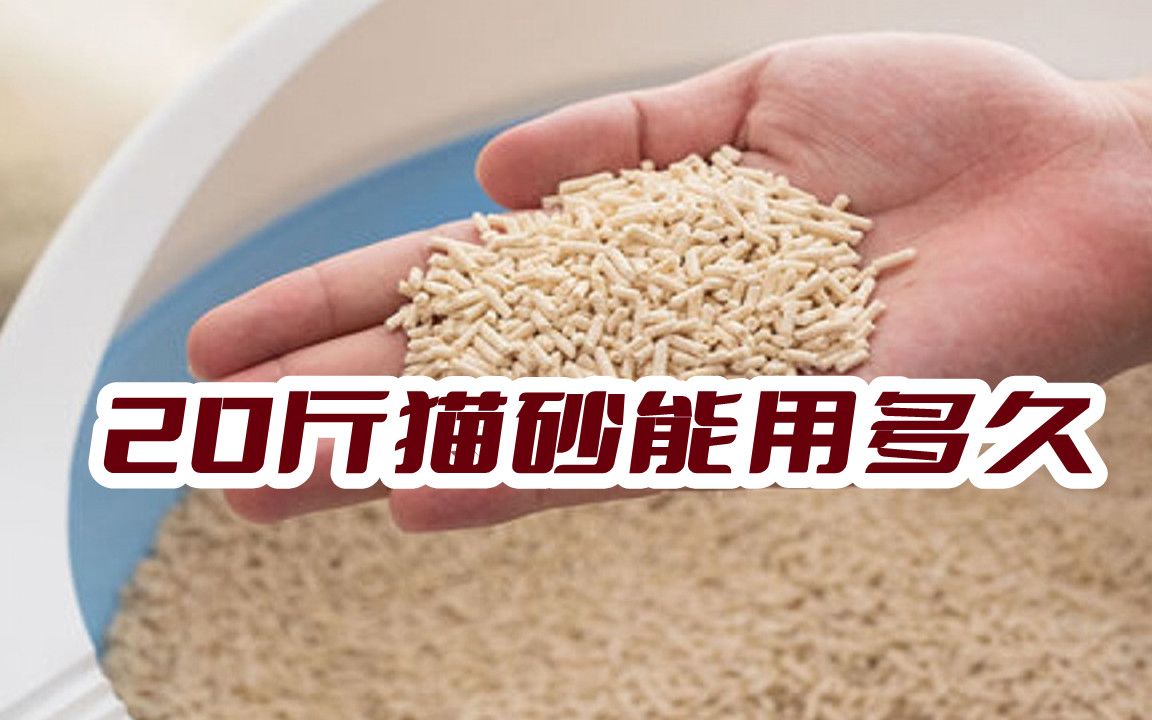 20斤猫砂能用多久？猫砂一般多久换一盆？