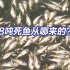 海南一湖泊一夜现近8吨死鱼 将无害化处置