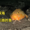 深海会走路的鱼 -- 单棘躄鱼