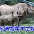 怀孕17个月的犀牛终于生了，然而小犀牛刚出生就被妈妈一顿暴踩？