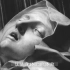 百大名画系列| 贝尼尼《圣特雷莎的狂喜》