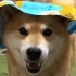 [柴犬Maru的日常]毛巾争夺战！这是一场绝对不能输掉的战斗ヾ(◍°∇°◍)ﾉﾞ