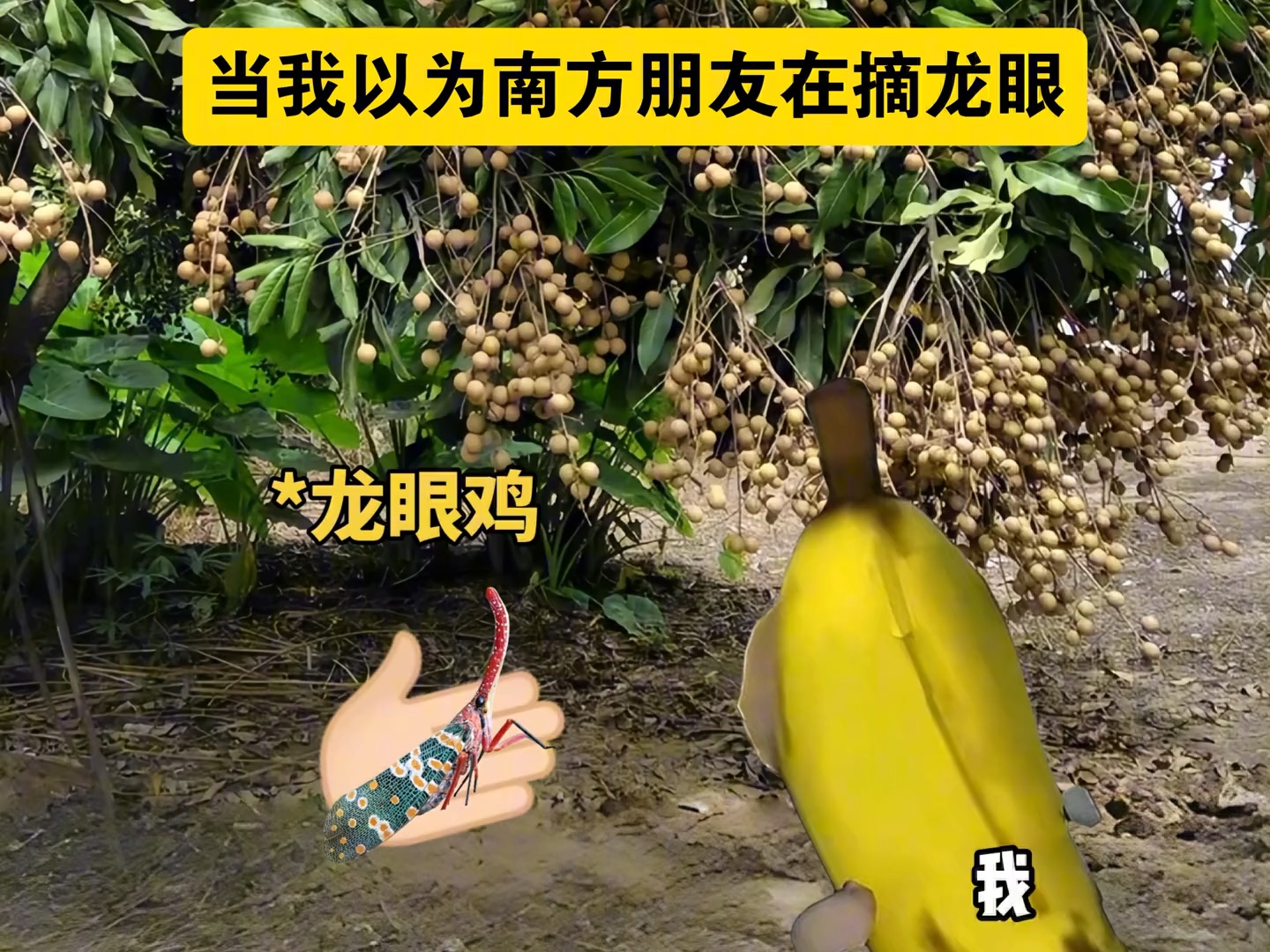 当我以为南方朋友在摘龙眼 #猫meme #搞笑 #童年回忆 #龙眼鸡