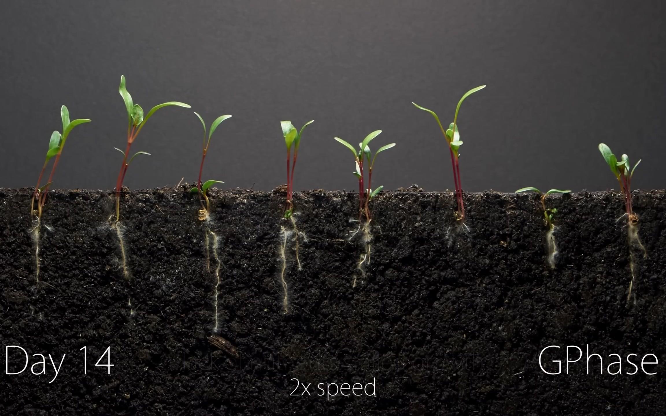 菠菜种子的40天生长  土壤剖面