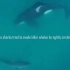 南非虎鲸追杀大白鲨新视频——大白鲨贴近虎鲸转圈回避但不敌鲸多势众