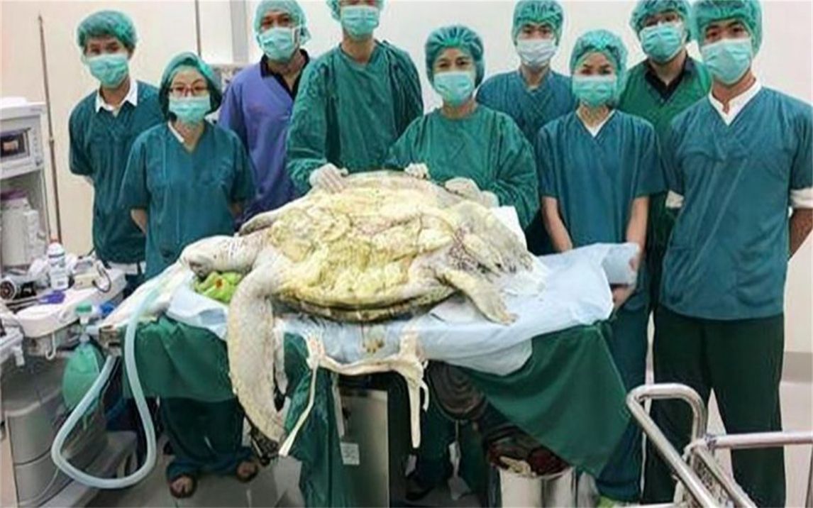 养了35年的乌龟突然死亡，剖开肚子后众人吓一跳：全是钱
