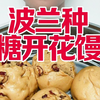 用波兰种做红糖开花馒头，更绵软更香甜