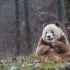 全球唯一的棕色大熊猫，从小被妈妈遗弃，还被其它熊猫欺负！
