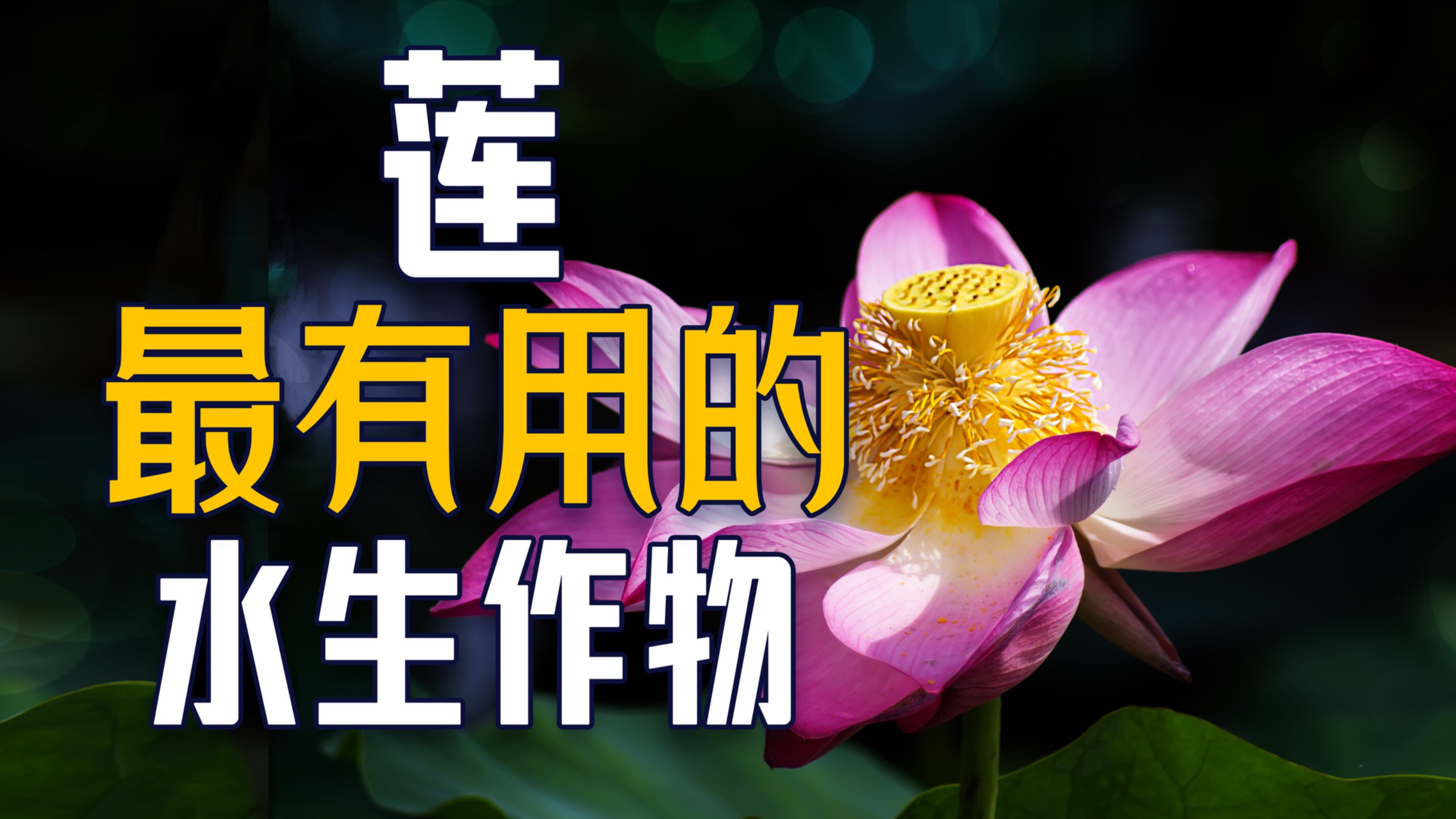 【莲藕】全科仅存两种，最有用水生植物如何打破家徒四壁