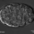 显微镜下秀丽隐杆线虫 C. elegans 的胚胎发育全过程