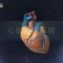 心脏传导系统