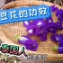 【蝶豆花功效by泰国人】ประโยชน์ของดอกอัญชัน_泰豆