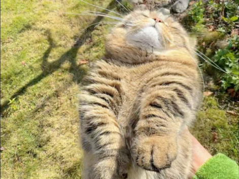 捡猫菇啦！新鲜的猫菇！八块钱一斤