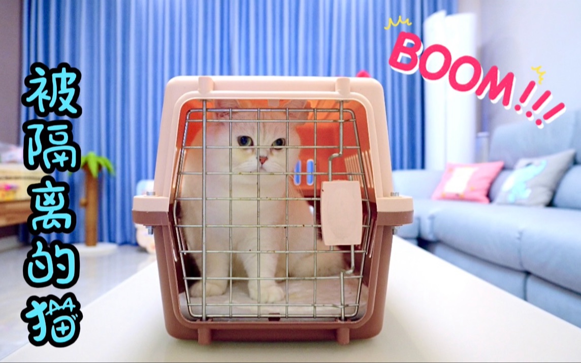 小猫咪被囚禁在笼子里，好难过啊