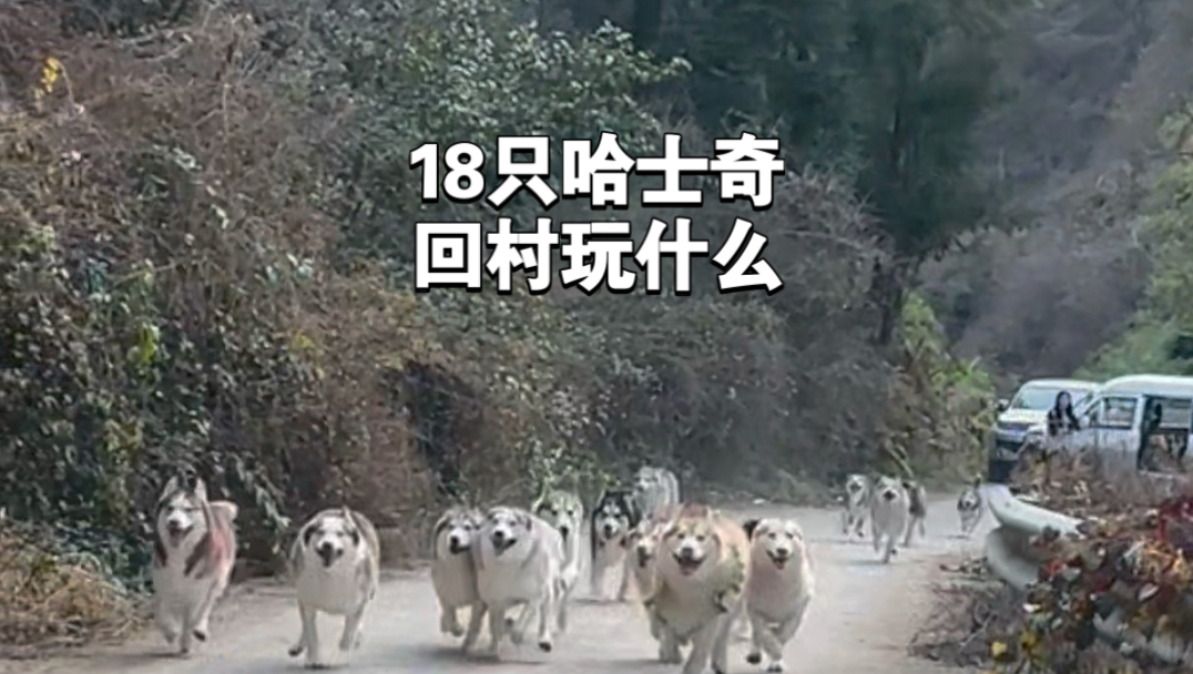 2026第一跑！18只哈士奇，全员登顶！