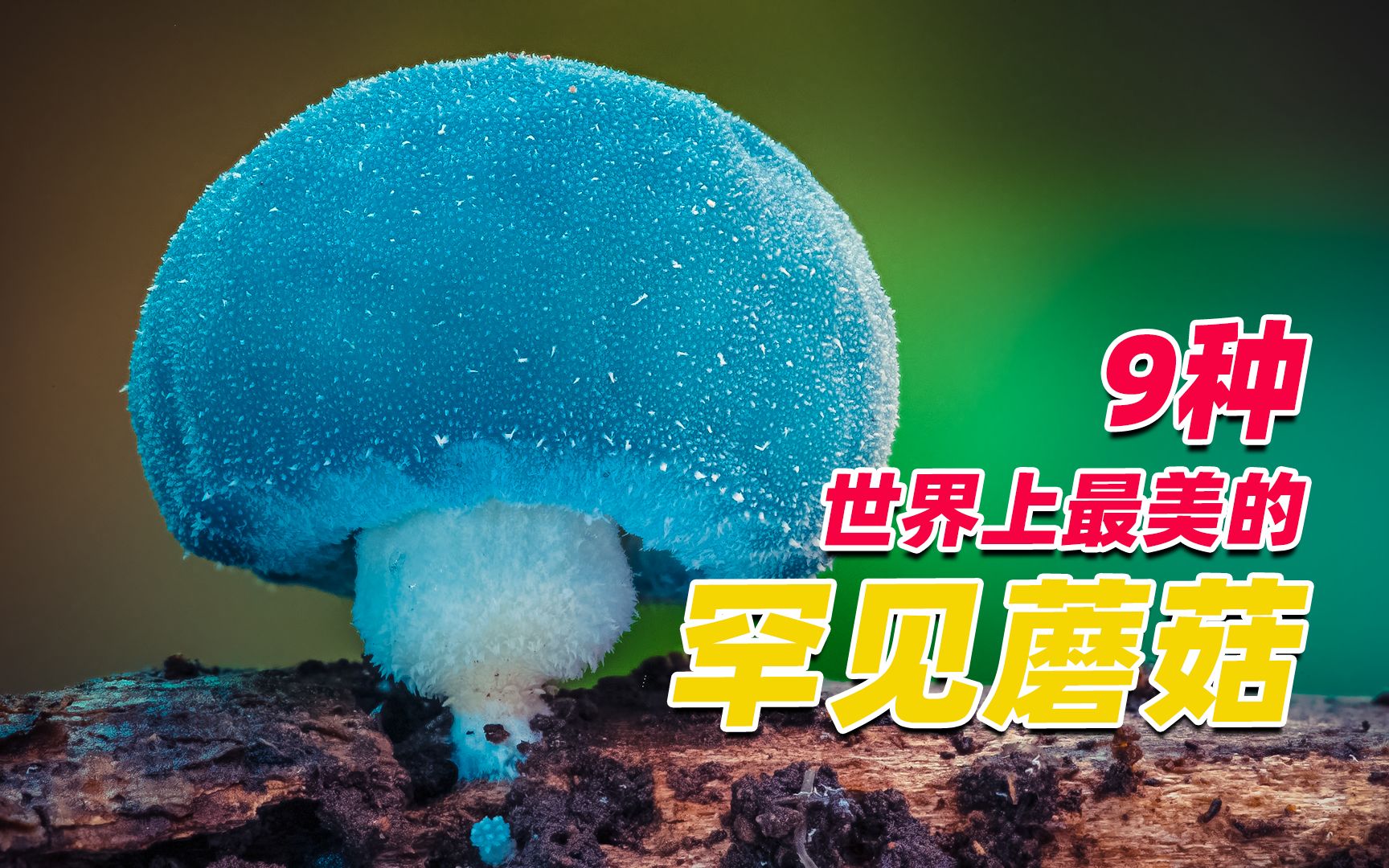 世界上最美的9种蘑菇，你没见过的罕见菌类，长相奇特的蘑菇菌。