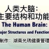 人类大脑：主要结构和功能