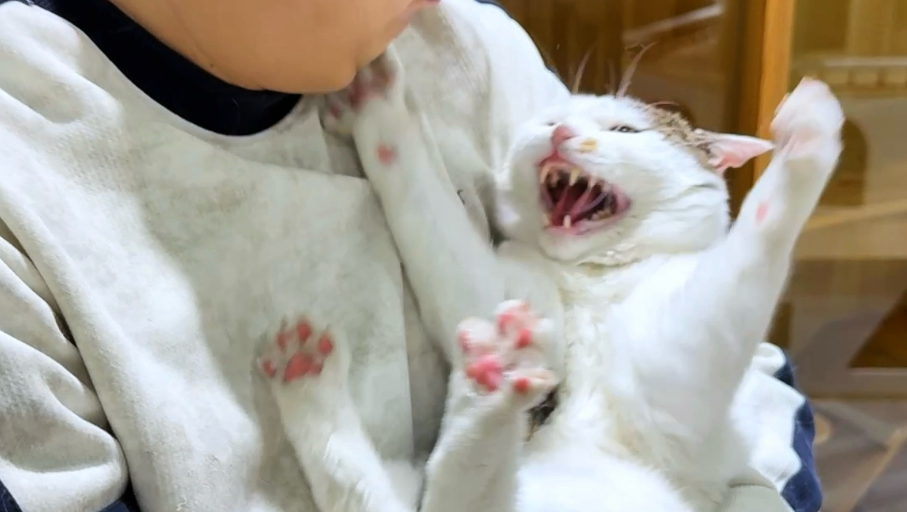 小猫咪的《离间计》
