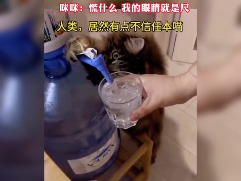 Meow: what's the point of panicking, my eyes are the ruler