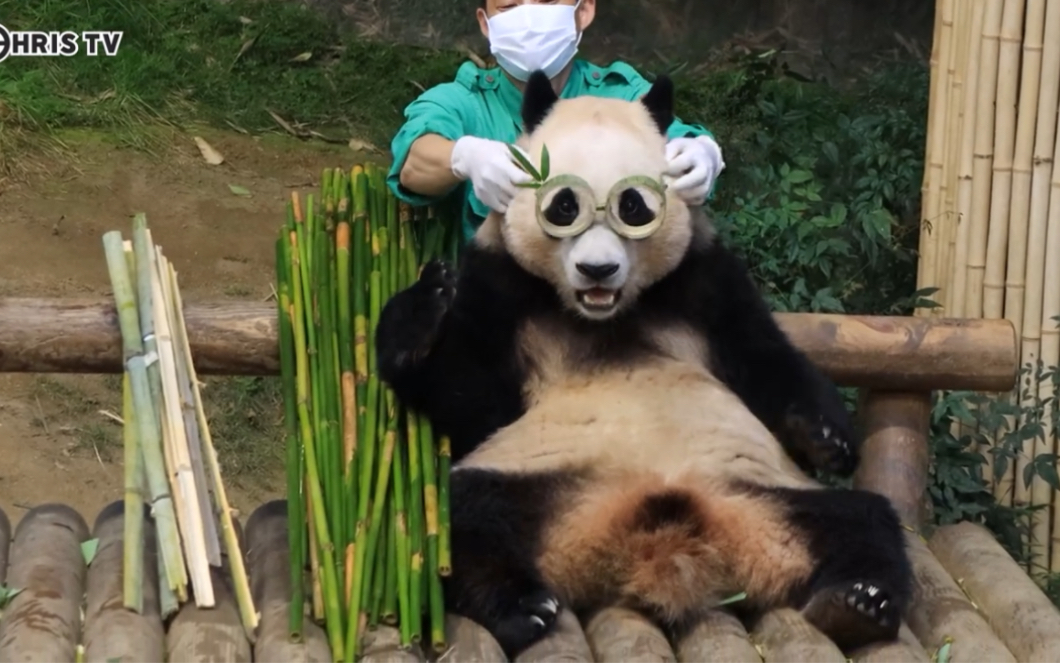 大熊猫福宝 宋宝整活的脑洞越来越大了 这次做了副眼镜 221003