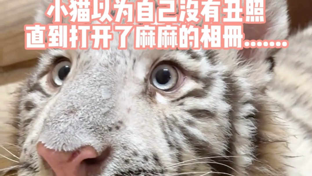 发小猫丑照是不需要经过小猫同意的！