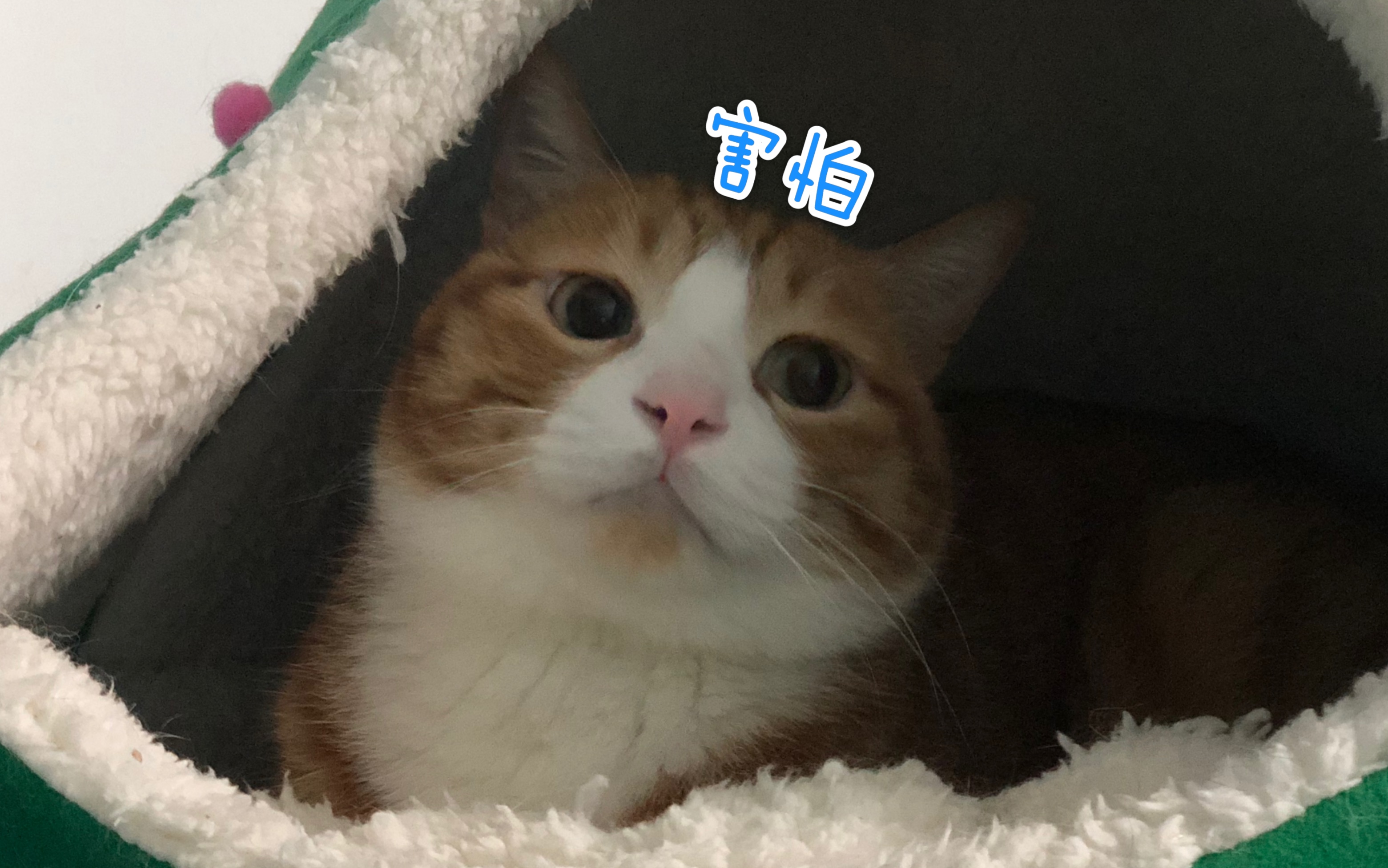 活动作品阿咪我当时害怕极了
